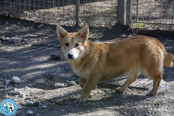 Asia, Astro, Aria: tre fratelli timidi e dolcissimi Foto 6